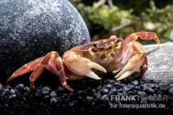 Orangenkrabbe, Sundathelphusa Sp. "orange" 7 Orangenkrabbe, Sundathelphusa Sp. "orange" -Zoofachgeschäft Orangenkrabbe Sundathelphusa sp orange 3