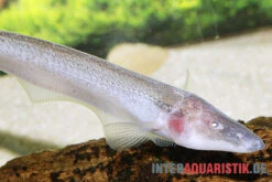 Pelikan-Messerfisch, Compsaraia Samueli