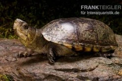 Pennsylvania-Klappschildkröte, Kinosternon Subrubrum