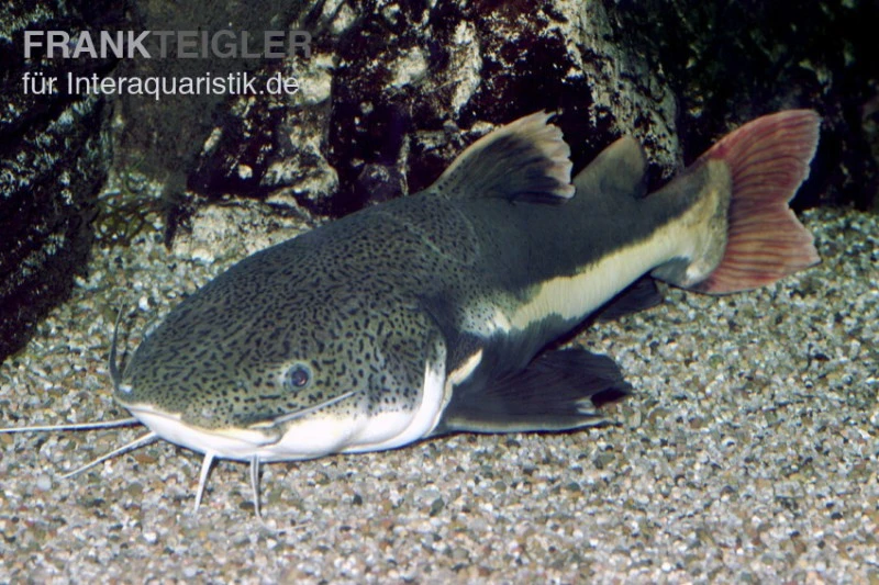 Rotflossen-Antennenwels, Phractocephalus Hemioliopterus (NUR Für Großaquarien) 1 Rotflossen-Antennenwels, Phractocephalus Hemioliopterus (NUR Für Großaquarien)