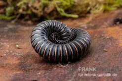 Pink Gestreifter Tausendfüßer, Odontostreptus Sjoestedti -Zoofachgeschäft Pink gestreifter Tausendfuesser Odontostreptus sjoestedti 3