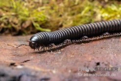 Pink Gestreifter Tausendfüßer, Odontostreptus Sjoestedti -Zoofachgeschäft Pink gestreifter Tausendfuesser Odontostreptus sjoestedti 4