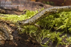 Spanischer Rippenmolch, Pleurodeles Waltl -Zoofachgeschäft Pleurodeles waltl rippenmolch