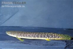 Pollis Flösselhecht, Polypterus Polli -Zoofachgeschäft Pollis Floesselhecht Polypterus polli