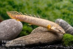 Pollis Flösselhecht, Polypterus Polli -Zoofachgeschäft Pollis Floesselhecht Polypterus polli 3