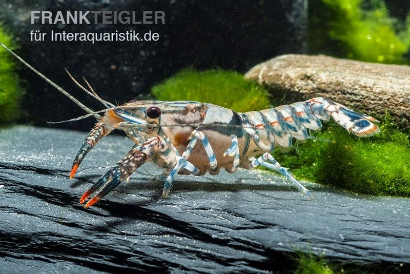 Maikäferkrebs, Procambarus Spiculifer 1 Maikäferkrebs, Procambarus Spiculifer