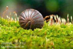 Neue Veröffentlichungen -Zoofachgeschäft Riesenkugler Castanotherium sp Indonesien 1 2