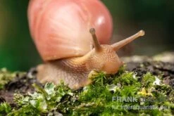 Rote Hausschnecke, Limicolaria Sp. "Deep Red" -Zoofachgeschäft Rote Hausschnecke Limicolaria sp Deep Red 4
