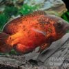 Roter Oscar, Pfauenaugenbuntbarsch, Astronotus Ocellatus