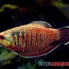 Roter Schokoladengurami, Sphaerichthys Vaillanti