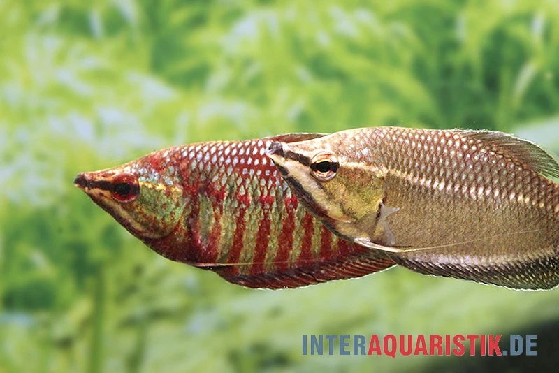 Roter Schokoladengurami, Sphaerichthys Vaillanti 2 Roter Schokoladengurami, Sphaerichthys Vaillanti – Bild 2