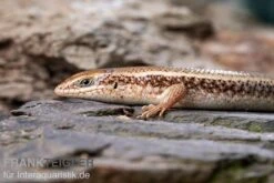 Roter Togo-Skink, Mabuya Perrotetii 7 Roter Togo-Skink, Mabuya Perrotetii -Zoofachgeschäft Roter Togo Skink Mabuya perrotetii 1