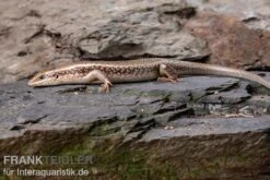Roter Togo-Skink, Mabuya Perrotetii 8 Roter Togo-Skink, Mabuya Perrotetii -Zoofachgeschäft Roter Togo Skink Mabuya perrotetii 2