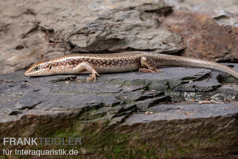 Roter Togo-Skink, Mabuya Perrotetii 4 Roter Togo-Skink, Mabuya Perrotetii – Bild 4