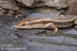 Roter Togo-Skink, Mabuya Perrotetii 9 Roter Togo-Skink, Mabuya Perrotetii -Zoofachgeschäft Roter Togo Skink Mabuya perrotetii 3