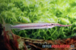 Rotstreifen-Halbschnabelhecht, Hemirhamphodon Phaiosoma (kapuasnensis)