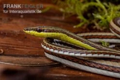Sandrenn-Natter, Psammophis Elegans -Zoofachgeschäft Sandrenn Natter Psammophis elegans 03