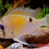 Schwanzstreifenbuntbarsch, Biotodoma Cupido