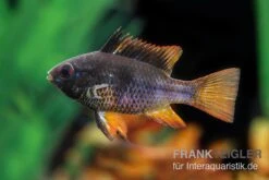 Schwarzer Schmetterlingsbuntbarsch, XL Microgeophagus Ramirezi "Black" -Zoofachgeschäft Schwarzer Schmetterlingsbuntbarsch 3