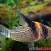 Schwarzsegel-Panzerwels, Corydoras Brevirostris "CW27 High Fin"