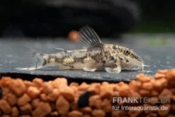 Schabracken-Panzerwels, Scleromystax Barbatus -Zoofachgeschäft Scleromystax barbatus 8