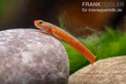 Smaragdgrundel, Stiphodon Surrufus, 1 Paar -Zoofachgeschäft Smaragdgrundel Stiphodon surrufus 4