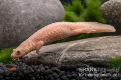 Spanischer Albino-Rippenmolch, Pleurodeles Waltl Albino -Zoofachgeschäft Spanischer Albino Rippenmolch Pleurodeles waltl albino 3