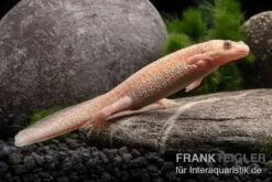 Zoofachgeschäft 32 Zoofachgeschäft -Zoofachgeschäft Spanischer Albino Rippenmolch Pleurodeles waltl albino 4