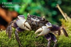 Spider Crab Sp. Blue, Neosarmatium Rotundifrons 10 Spider Crab Sp. Blue, Neosarmatium Rotundifrons -Zoofachgeschäft Spider Crab Blue 13