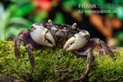 Spider Crab Sp. Blue, Neosarmatium Rotundifrons 9 Spider Crab Sp. Blue, Neosarmatium Rotundifrons -Zoofachgeschäft Spider Crab Blue 9