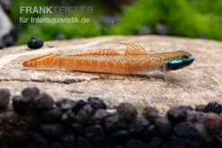 Annieae-Grundel, Stiphodon Annieae, 1 Paar 10 Annieae-Grundel, Stiphodon Annieae, 1 Paar -Zoofachgeschäft Stiphodon annieae 18