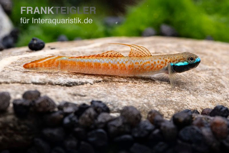 Annieae-Grundel, Stiphodon Annieae, 1 Paar 5 Annieae-Grundel, Stiphodon Annieae, 1 Paar – Bild 5