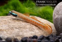 Annieae-Grundel, Stiphodon Annieae, 1 Paar 11 Annieae-Grundel, Stiphodon Annieae, 1 Paar -Zoofachgeschäft Stiphodon annieae 19