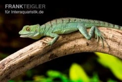 Stirnlappenbasilisk, Basiliscus Plumifrons 5 Stirnlappenbasilisk, Basiliscus Plumifrons -Zoofachgeschäft Stirnlappenbasilisk Basiliscus plumifrons 3