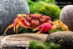 Lila Süßwasserkrabbe, Globithelphusa "indian Lilac" -Zoofachgeschäft Suesswasserkrabbe Globithelphusa indian lilac n4