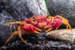 Lila Süßwasserkrabbe, Globithelphusa "indian Lilac" -Zoofachgeschäft Suesswasserkrabbe Globithelphusa indian lilac n5