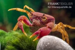 Lila Süßwasserkrabbe, Globithelphusa "indian Lilac" -Zoofachgeschäft Suesswasserkrabbe Globithelphusa indian lilac n7