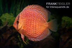 Zoofachgeschäft 8 Zoofachgeschäft -Zoofachgeschäft Symphysodon aequifasciatus Snake Skin Red spotted 4