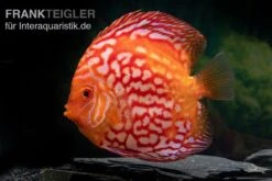 Zoofachgeschäft 10 Zoofachgeschäft -Zoofachgeschäft Symphysodon aequifasciatus redstone