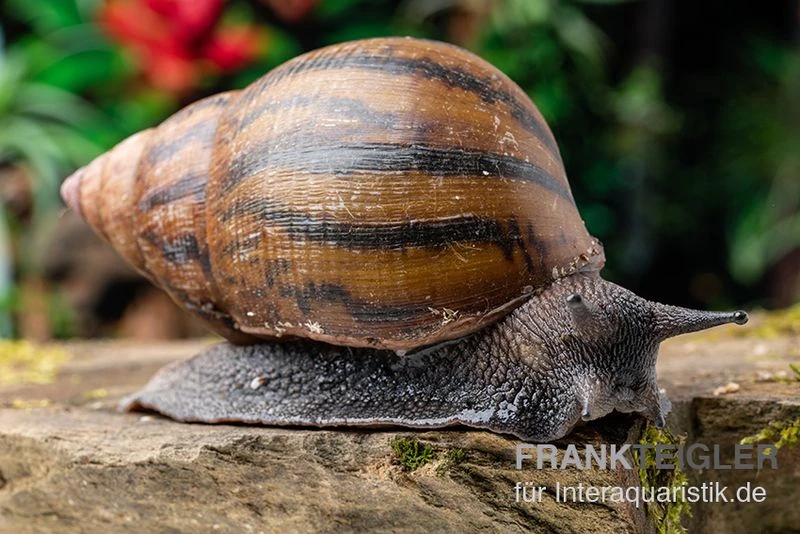 Tiger-Achatschnecke, Achatina Achatina 1 Tiger-Achatschnecke, Achatina Achatina