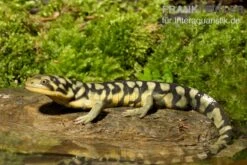 Tigersalamander, Ambystoma Tigrinum Tigrinum 5 Tigersalamander, Ambystoma Tigrinum Tigrinum -Zoofachgeschäft Tigersalamander Ambystoma tigrinum tigrinum1