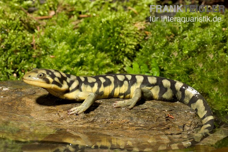 Tigersalamander, Ambystoma Tigrinum Tigrinum 3 Tigersalamander, Ambystoma Tigrinum Tigrinum – Bild 3