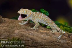 Tokeh, Gekko Gecko -Zoofachgeschäft Tokeh Gekko gecko 3