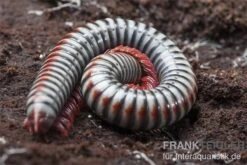 Regenbogentausendfüßer, Tonkinbolus Dollfusi -Zoofachgeschäft Tonkinbolus dollfusi 11