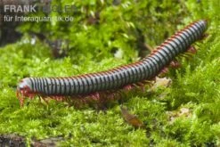 Regenbogentausendfüßer, Tonkinbolus Dollfusi -Zoofachgeschäft Tonkinbolus dollfusi 2