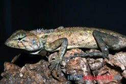 Waldgarteneidechse, Calotes Emma -Zoofachgeschäft Waldgarteneidechse Calotes emma2
