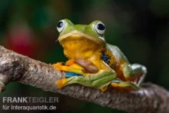 Wallace-Flugfrosch, Rhacophorus Nigropalmatus -Zoofachgeschäft Wallace Flugfrosch Racophorus nigropalmatus 3