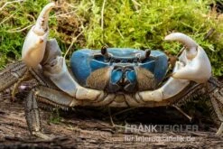 Weihnachtsinsel-Krabbe, Discoplax Celeste -Zoofachgeschäft Weihnachtsinsel Krabbe Discoplax celeste 3