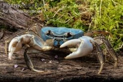 Weihnachtsinsel-Krabbe, Discoplax Celeste -Zoofachgeschäft Weihnachtsinsel Krabbe Discoplax celeste 4