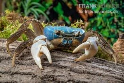 Weihnachtsinsel-Krabbe, Discoplax Celeste -Zoofachgeschäft Weihnachtsinsel Krabbe Discoplax celeste 5